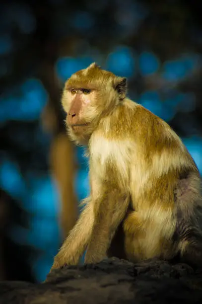 crab eating macaque monkey or long tail monkey