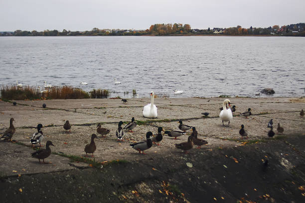istock Wild ducks on river coast in autumn day 1326956676