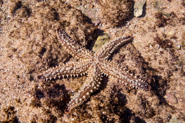 istock A spiny starfish found in a rock pool 1326956709