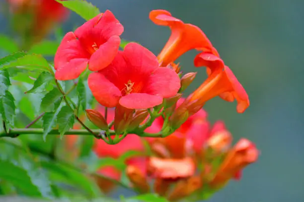 Campsis radicans, commonly called trumpet vine or trumpet creeper, is a dense, vigorous, multi-stemmed, deciduous, woody, clinging vine that attaches itself to structures and climbs by aerial rootlets. Clusters of red trumpet-shaped flowers appear throughout the summer (June to September). Flowers are followed by long, bean-like seed pods which split open when ripe, releasing numerous 2-winged seeds for dispersal by the wind.