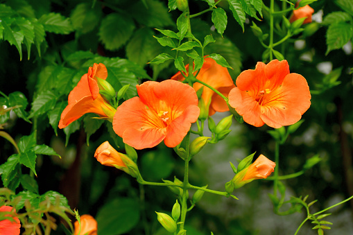 selective focus,\nPlants with scientific names\nCrossandra, a genus of flowering ornamental plants and belonging to the Acanthaceae plant family.