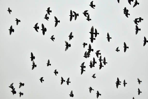 istock A flock of pigeons rose into the sky. 1326956908