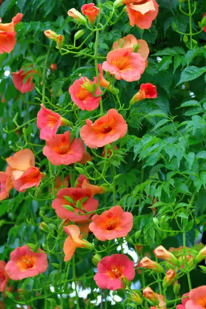 Campsis radicans, commonly called trumpet vine or trumpet creeper, is a dense, vigorous, multi-stemmed, deciduous, woody, clinging vine that attaches itself to structures and climbs by aerial rootlets. Clusters of red trumpet-shaped flowers appear throughout the summer (June to September). Flowers are followed by long, bean-like seed pods which split open when ripe, releasing numerous 2-winged seeds for dispersal by the wind.