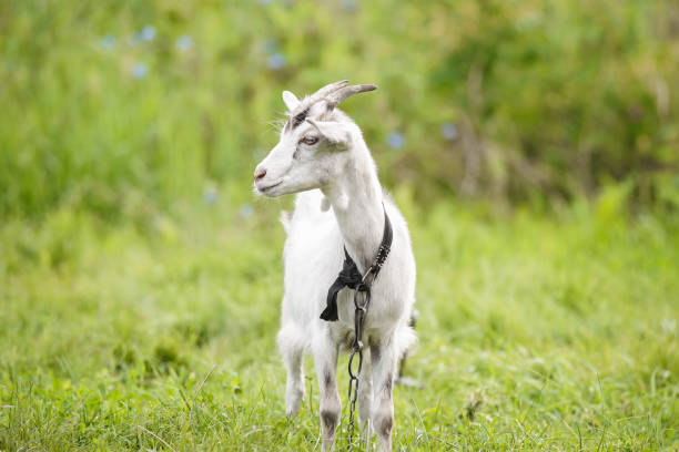 ziege auf gras. - kid goat goat milk young animal stock-fotos und bilder