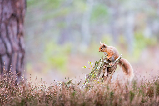 Red squirrel in a forest in Cairngorms National Park, Scotland in late spring