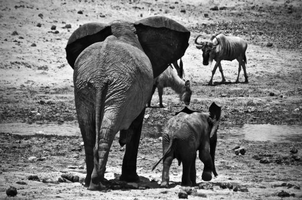 Kruger National Park, South Africa.