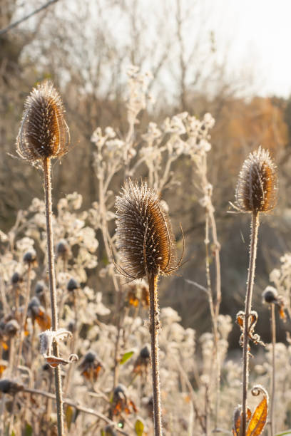 istock Dipsacus fullonum or teasel plants at sunrise. 1326959158