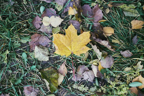 istock Bright maple autumn leaves in forest 1326959972