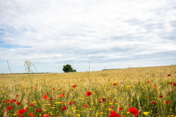 istock Poppy fields and a magical landscape 1326959985