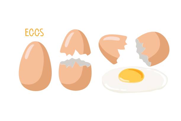 ilustrações de stock, clip art, desenhos animados e ícones de brown eggs. whole and broken eggs with cracked eggshell. vector food ingredient isolated on white background. flat design for menu, cafe, restaurant, poster, banner, emblem, sticker - white background brown animal egg ellipse