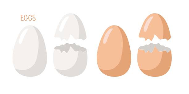 ilustrações de stock, clip art, desenhos animados e ícones de set of white and brown eggs. whole and broken eggs with cracked eggshell. vector food ingredient isolated on white background. flat design for menu, cafe, restaurant, poster, banner, emblem, sticker - white background brown animal egg ellipse