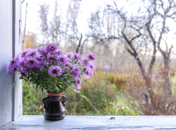 aster bessarabicus dekorative zierpflanze. bouquet von herbstblumen. schöne lila astern in keramikvase auf der holzfensterbank des alten landhauses. - herbstastern stock-fotos und bilder