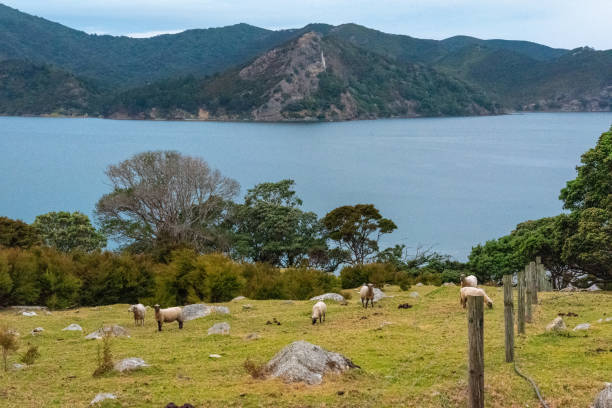 Sheep grazing at Great Barrier Island, New Zealand