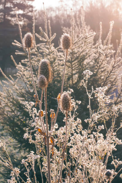 istock Dipsacus fullonum or teasel plants at sunrise. 1326961746