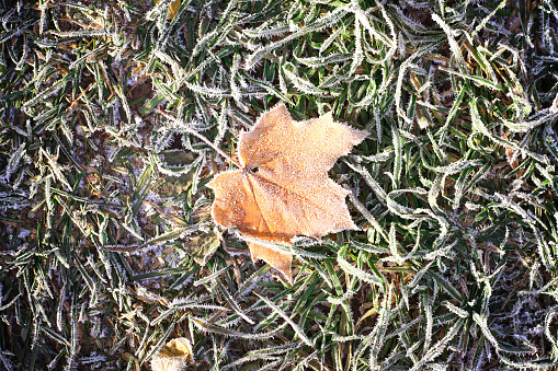 Frozen autumn fall maple leag on frosty grass.