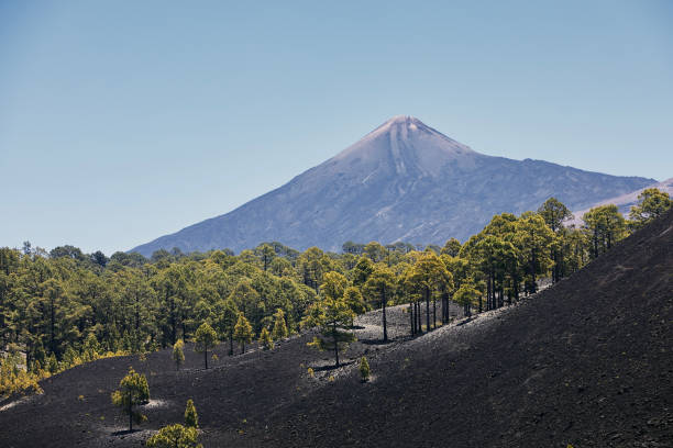 istock Forest of pine trees growing in volcanic landscape 1326962615