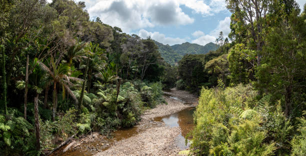 River bed of a creek flowing through the rainforest of Great Barrier Island River bed of a creek flowing through the rainforest of Great Barrier Island, New Zealand dry riverbed stock pictures, royalty-free photos & images