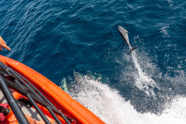 istock Dolphins swimming with the ship 1326962679