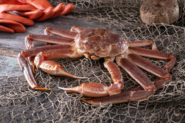 Live Opilio Snow Crab