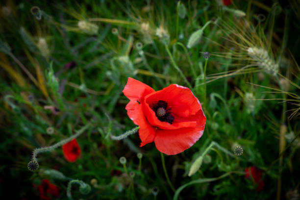 istock Poppy flowers in a filed 1326963665