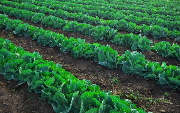 istock Landscape view of a freshly growing cabbage field. 1326963764