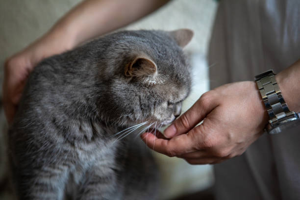 istock grey british domestic cat with yellow eyes 1326964674