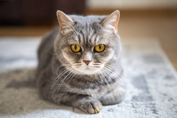 istock grey british domestic cat with yellow eyes 1326964765