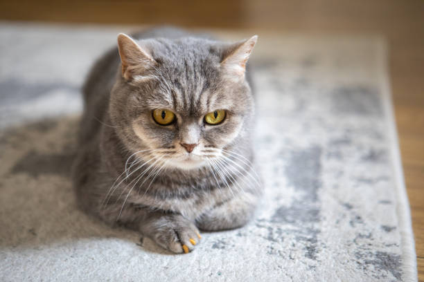istock grey british domestic cat with yellow eyes 1326964773