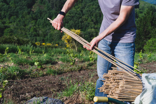 istock Farmer with tutors for the vineyard. Work in the vineyard. Copy space. 1326965002