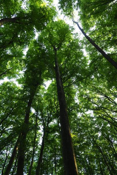 istock Mature background of forest trees in Germany 1326965920