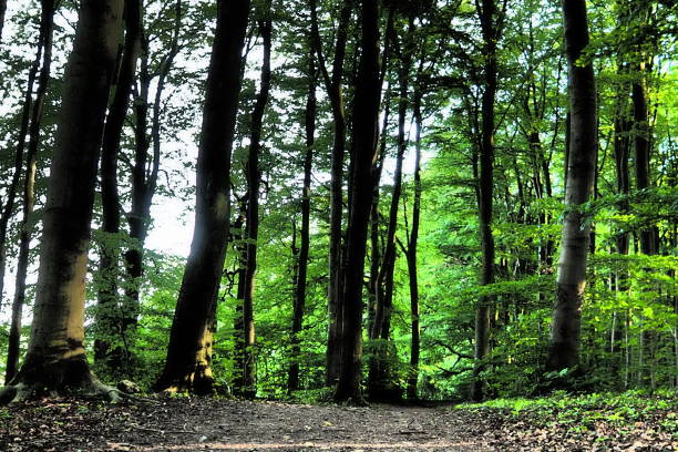 istock Mature background of forest trees in Germany 1326966010