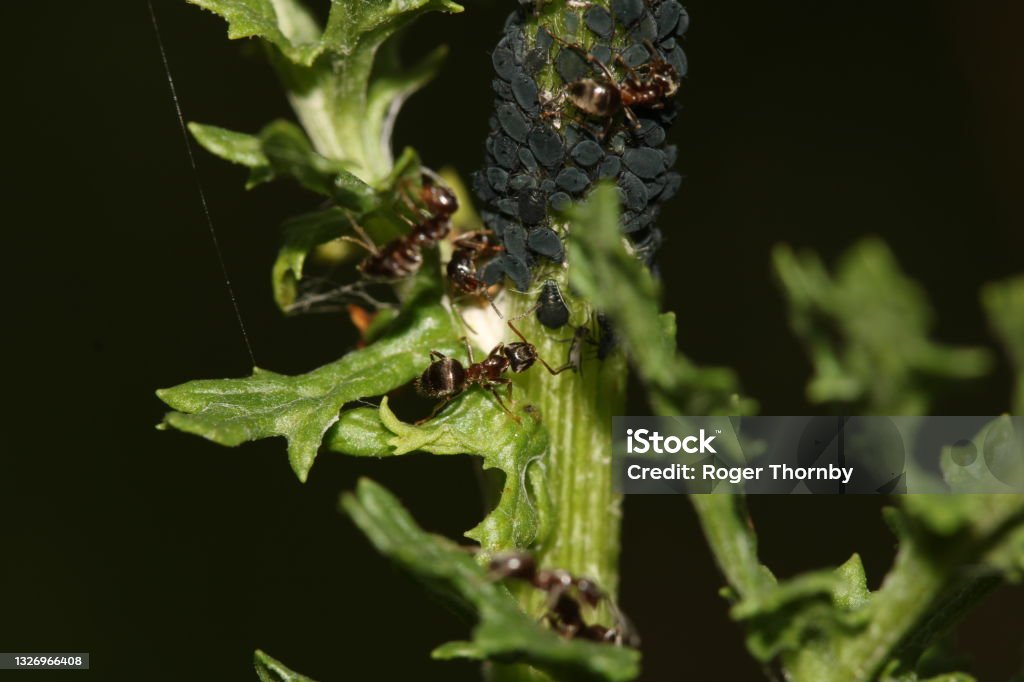 Black ants and aphids Black Ants and aphids on a green stem of a ragwort plant Symbiotic Relationship Stock Photo
