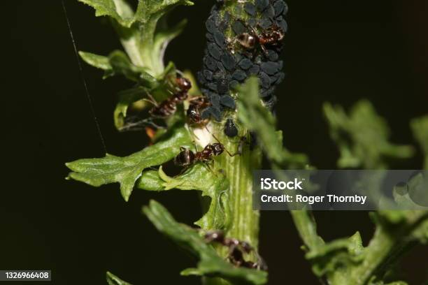 Black Ants And Aphids Stock Photo - Download Image Now - Symbiotic Relationship, Agricultural Field, Agriculture