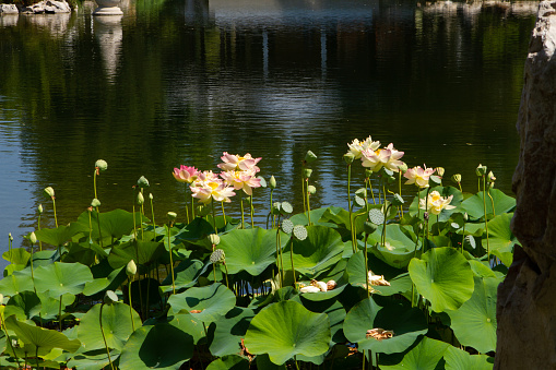 Waterlilies in a pond.