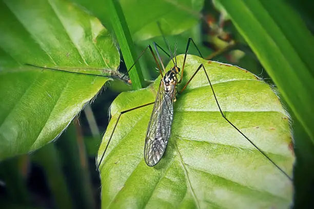 Nephrotoma appendiculata Spotted Crane Fly Insect. Digitally Enhanced Photograph.