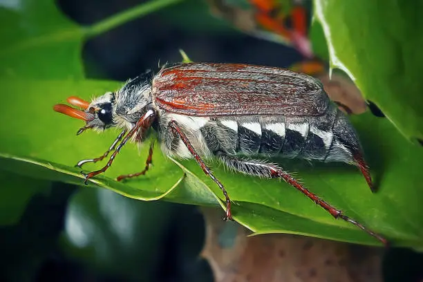 Melolontha Melolontha Cockchafer Beetle. Digitally Enhanced Photograph.