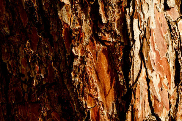 istock Detail of eucalyptus tree bark 1326969606