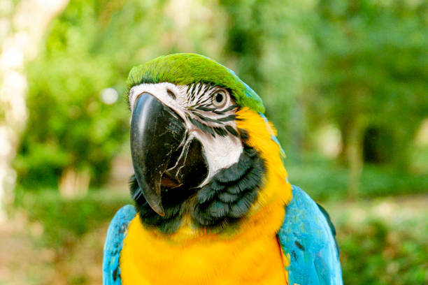istock Beautiful domestic macaw looking at the camera. Green forest background 1326969610