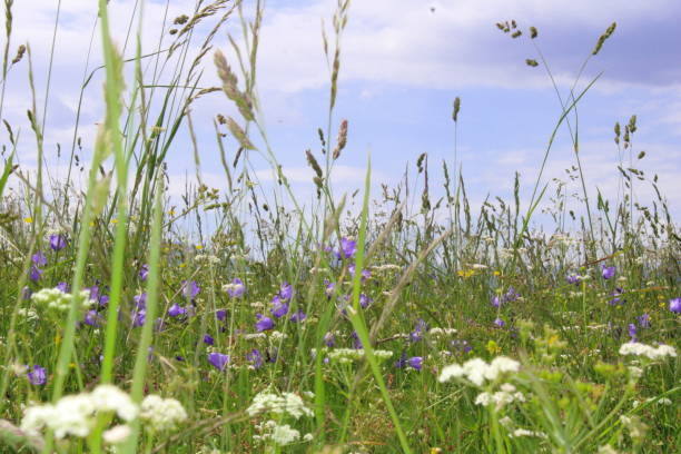 istock flowering and colors in the high mountains, summer 1326969927