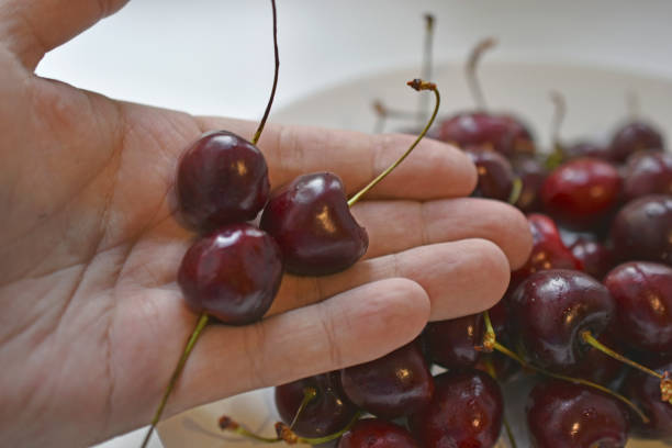 istock Red and ripe cherries in your hand 1326970619