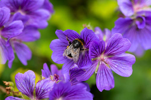 bumblebee feeding on purple geranium flower in summer cottage garden.