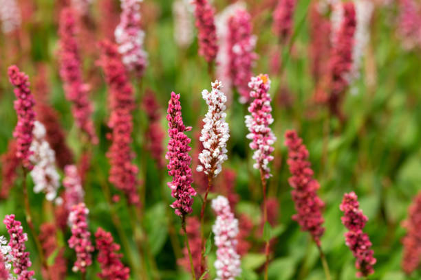 Flowering knotweed Persicaria amplexicaulis firetail in the morning light Flowering knotweed Persicaria amplexicaulis firetail in the morning light. pink knotweed stock pictures, royalty-free photos & images