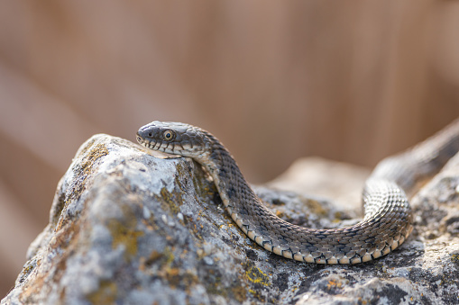 Snake water, latin Natrix tessellata lying on a rock, and basking in the sun.