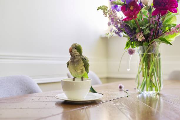istock Wet green parrot bathing in cup, bird enjoying bath, pet quaker parrot on table 1326972411