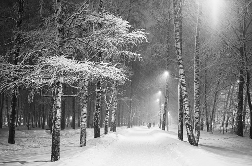Snowstorm in the city birch park in the evening black and white
