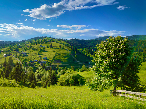 The slopes of the mountains are overgrown with green grass and coniferous forest. Sunny weather and blue sky over the Carpathians. Beautiful landscape with hills and valleys.