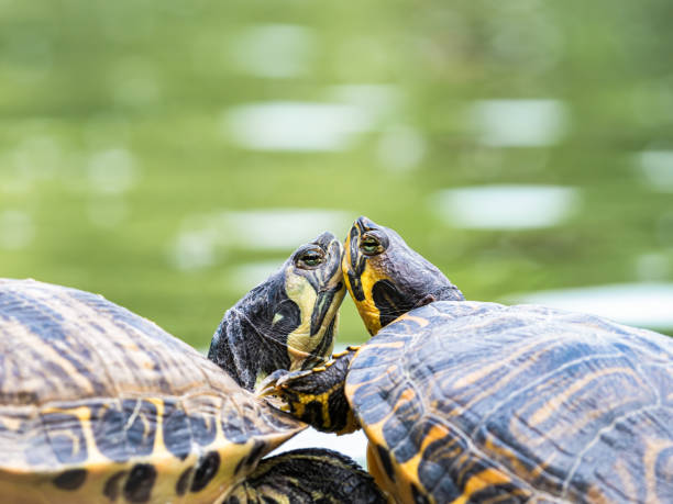 de cerca con dos tortugas de estanque europeas (emys orbicularis) de pie juntas en el borde del agua. tortuga del amor - emídidos fotos fotografías e imágenes de stock