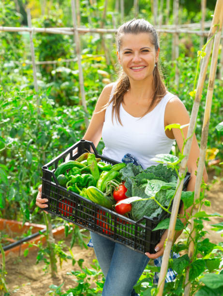 istock Joyful woman harvesting vegetables in a box 1326974698