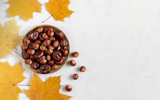 Hazelnuts and chestnuts in ceramic plate on gray concrete background and yellow autumn leaves flat lay with copy space