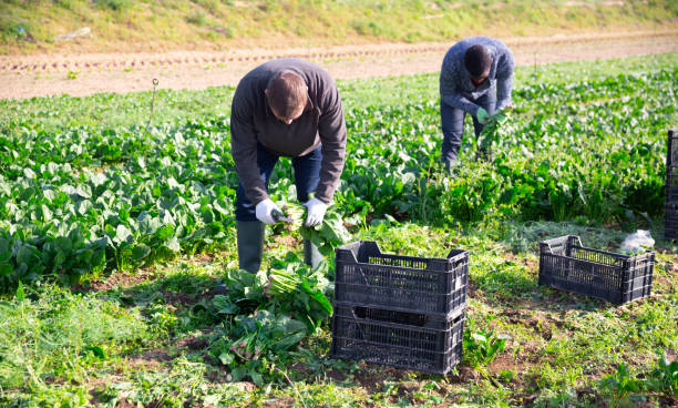istock Workers clean ripe spinach and put in boxes on field 1326976529